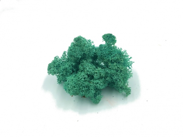 Norwegian Reindeer Moss ( Box 500g Gross ) Color Turquoise